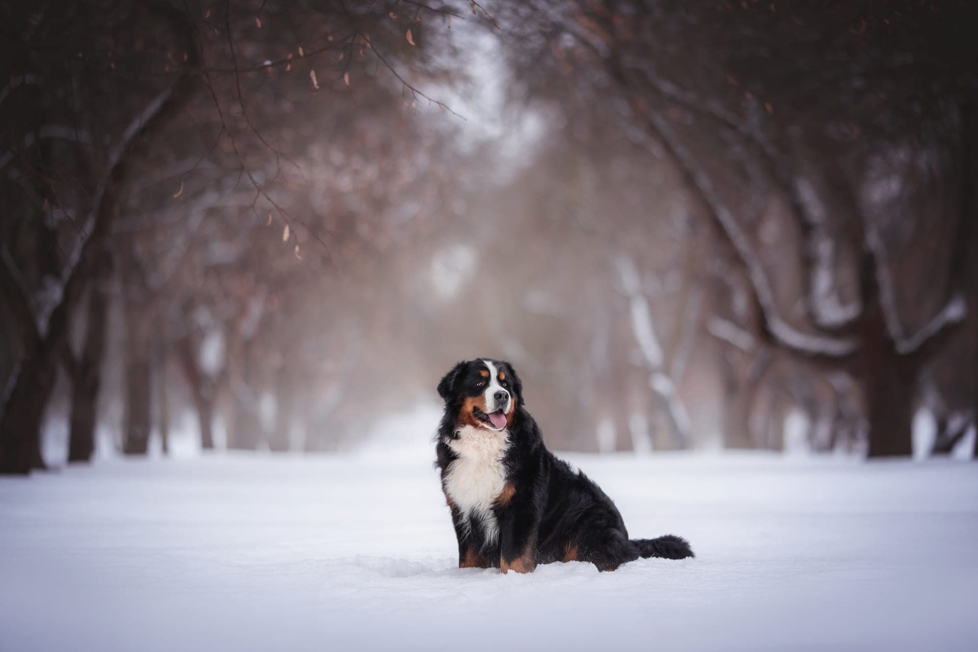 Berner sennenhund bilde