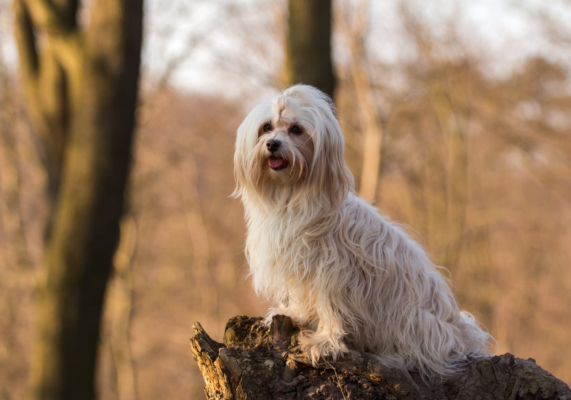 Bichon havanais bilde