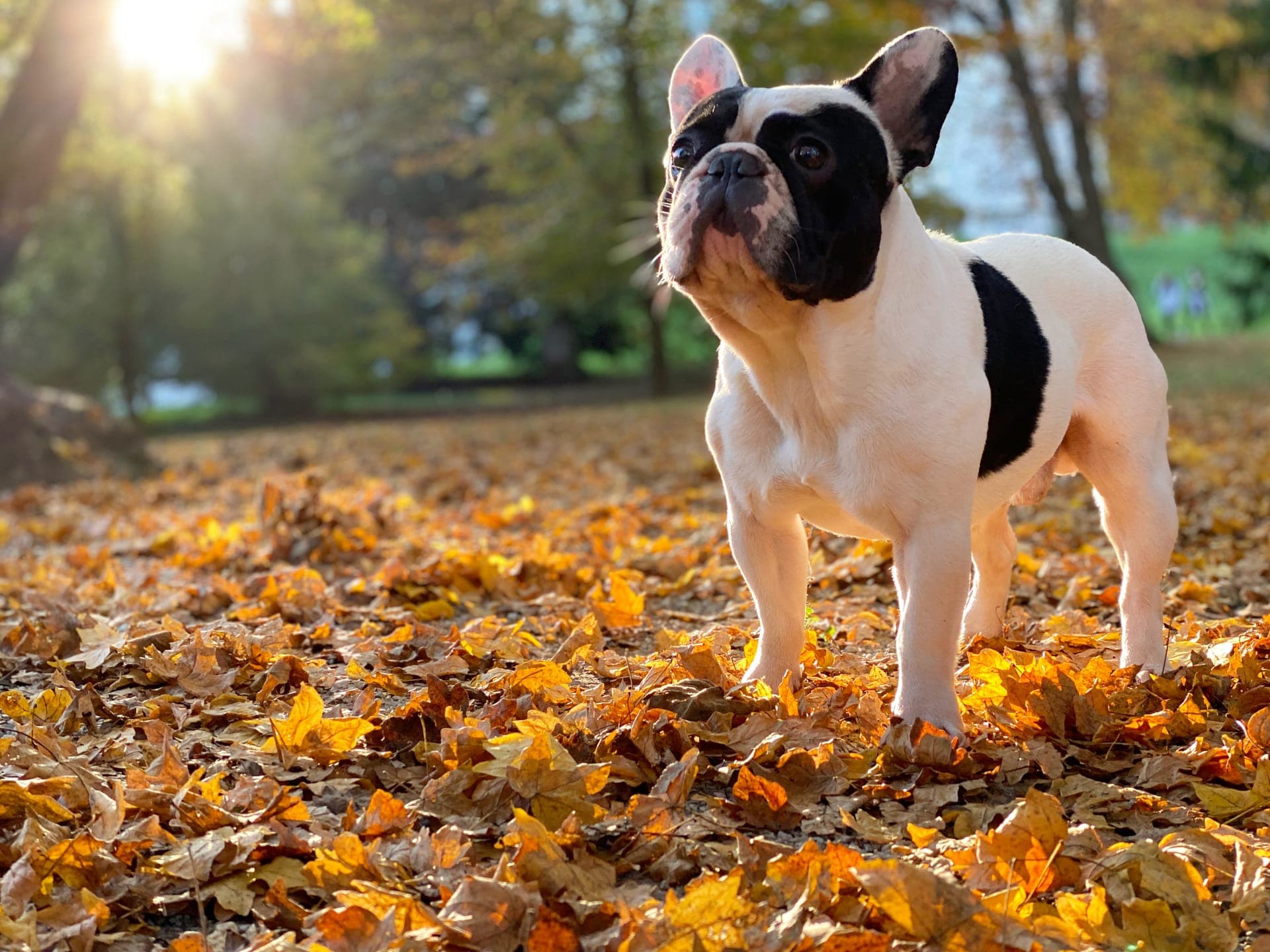 Fransk bulldog bilde