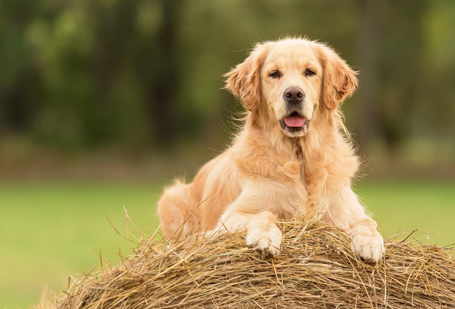 Golden retriever bilde