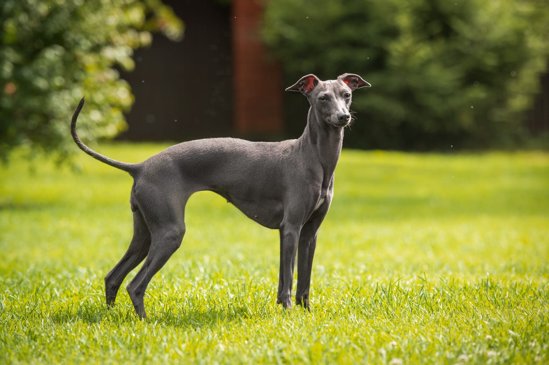 Greyhound bilde