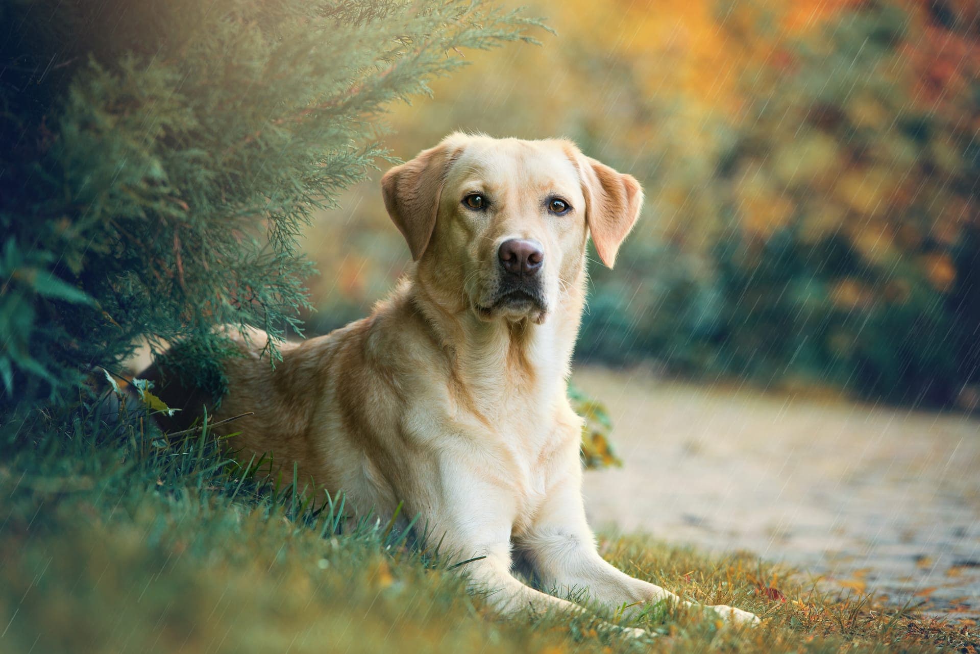 Labrador retriever bilde