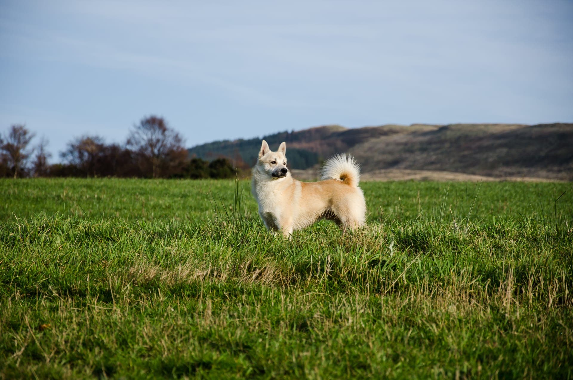 Norsk buhund bilde