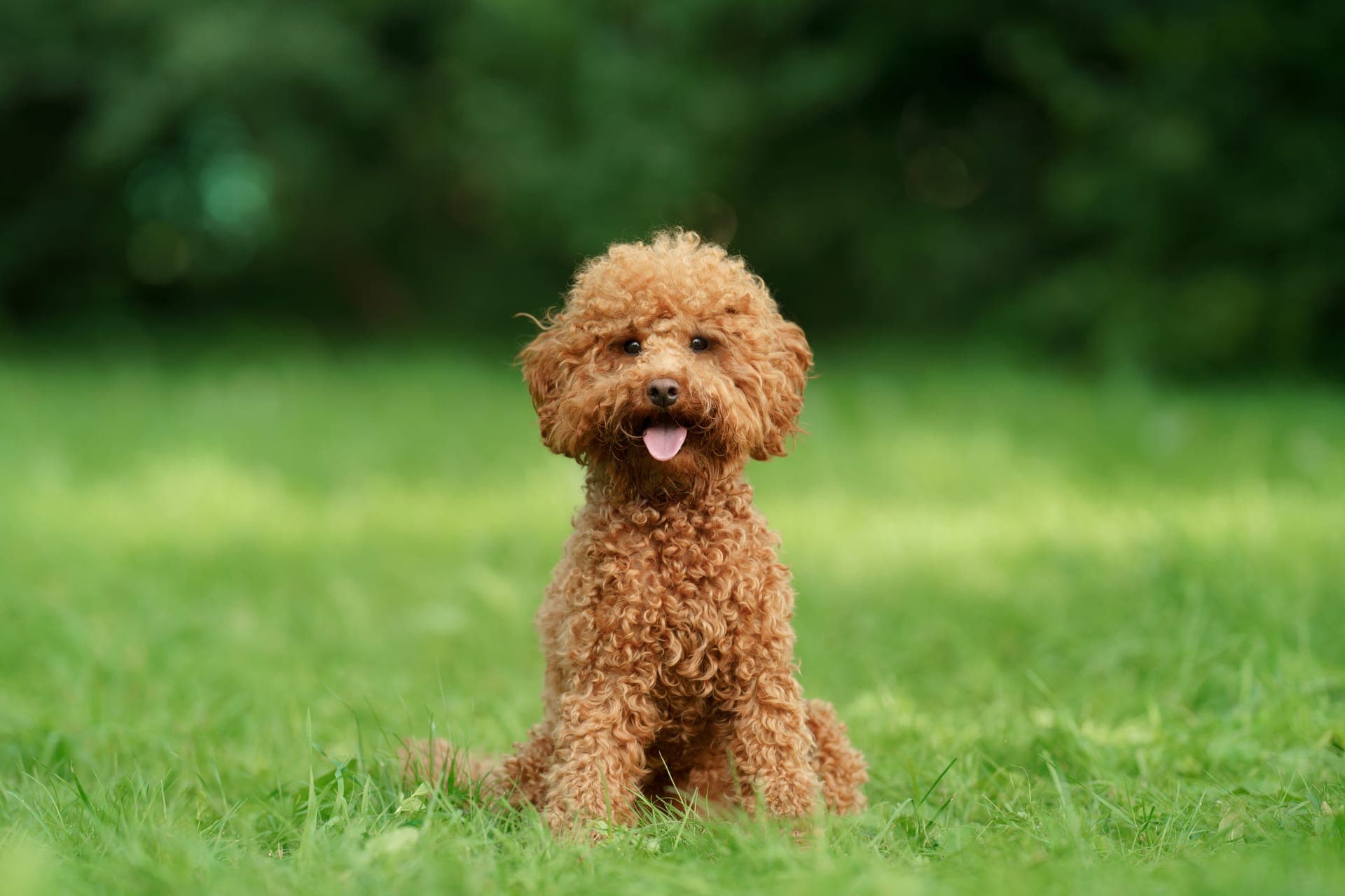 Toy puddel bilde