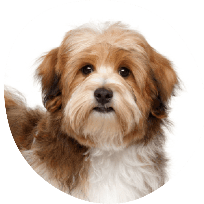 Bichon havanais