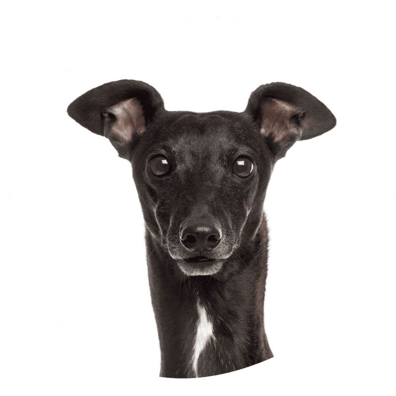 Greyhound