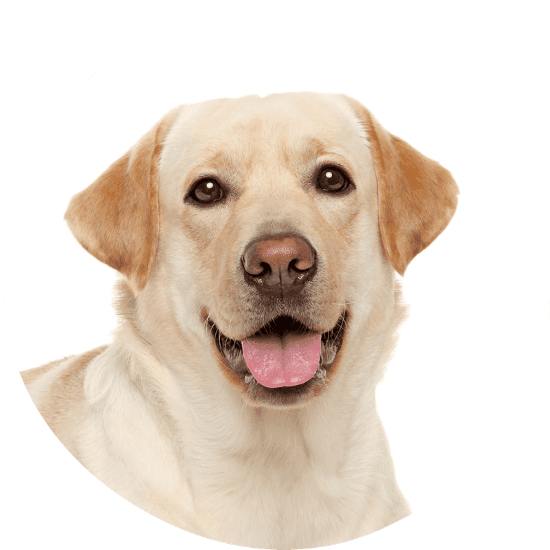 Labrador retriever