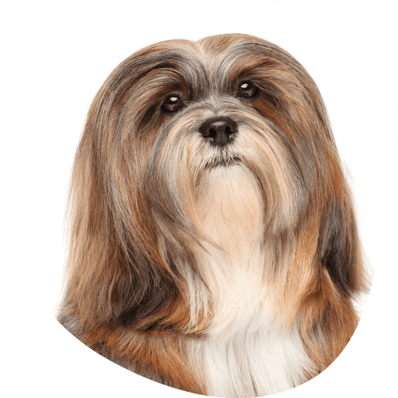 Lhasa apso bilde