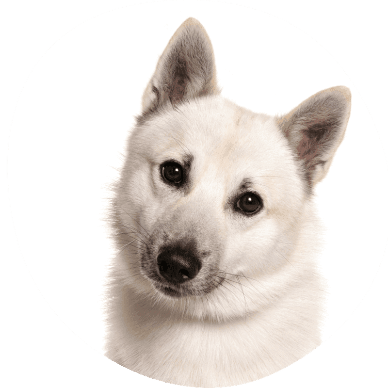 Norsk buhund