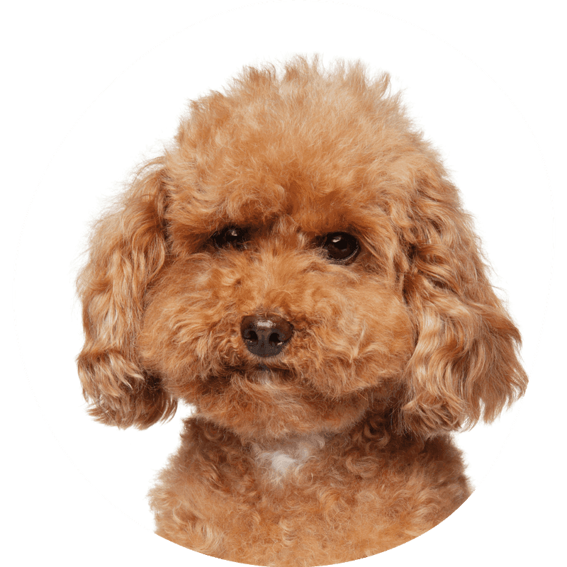 Toy puddel