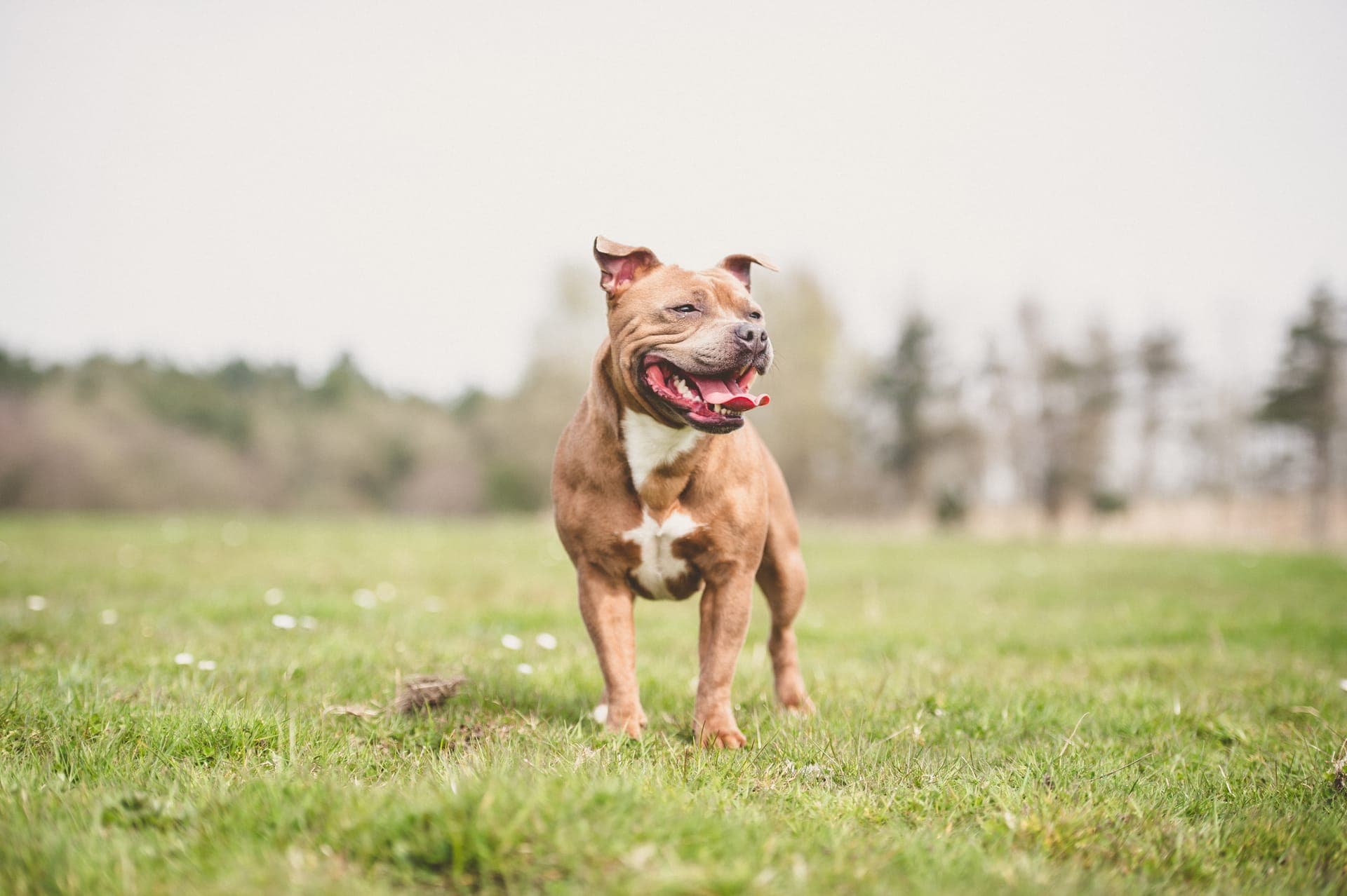 Staffordshire bull terrier bilde