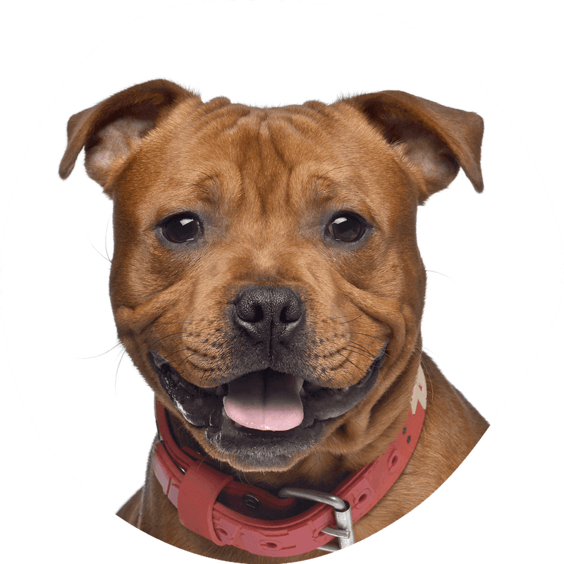 Staffordshire bull terrier