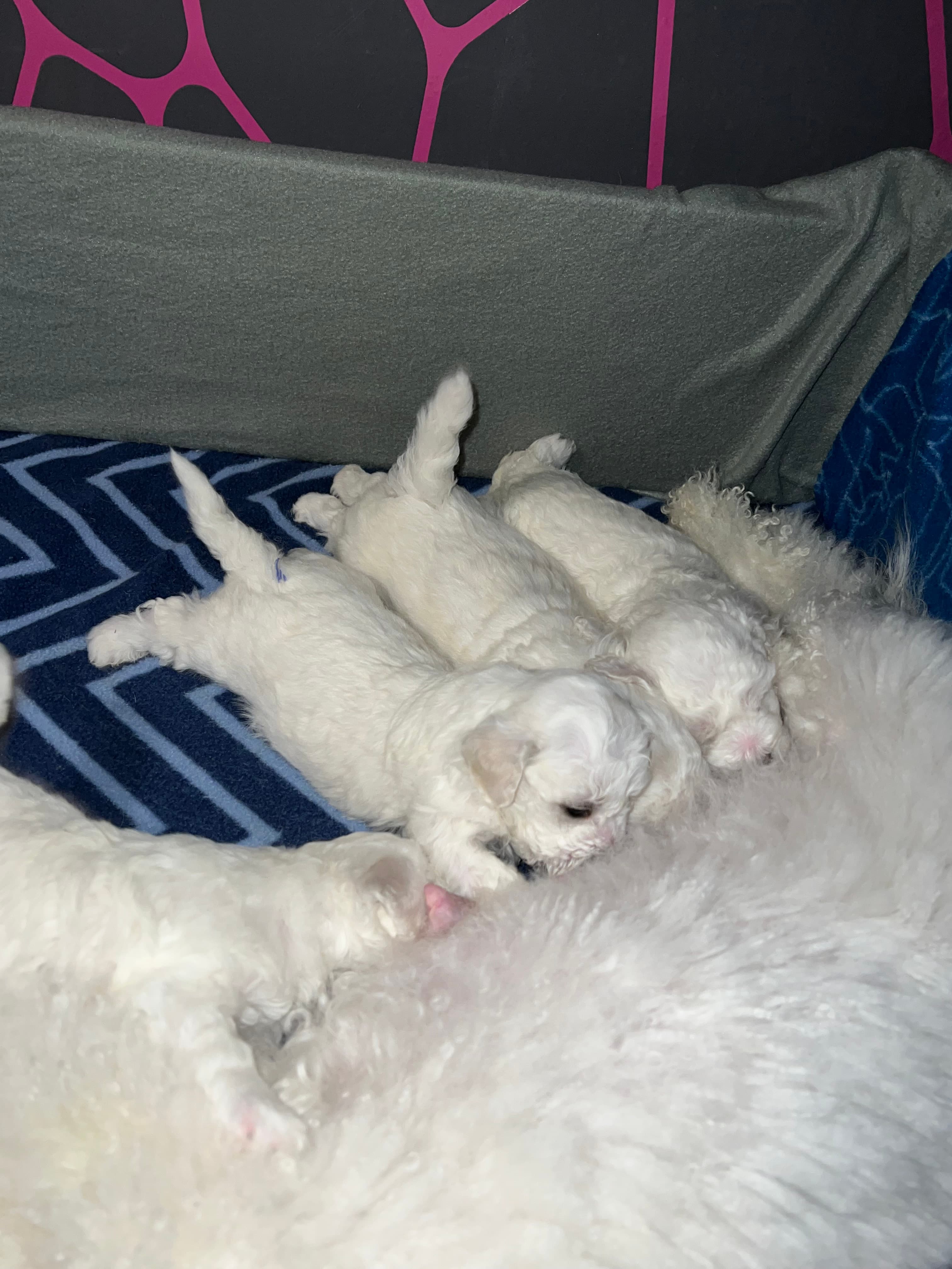 Delightful Paws