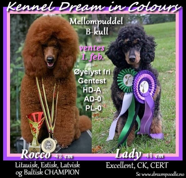 Dream Poodles