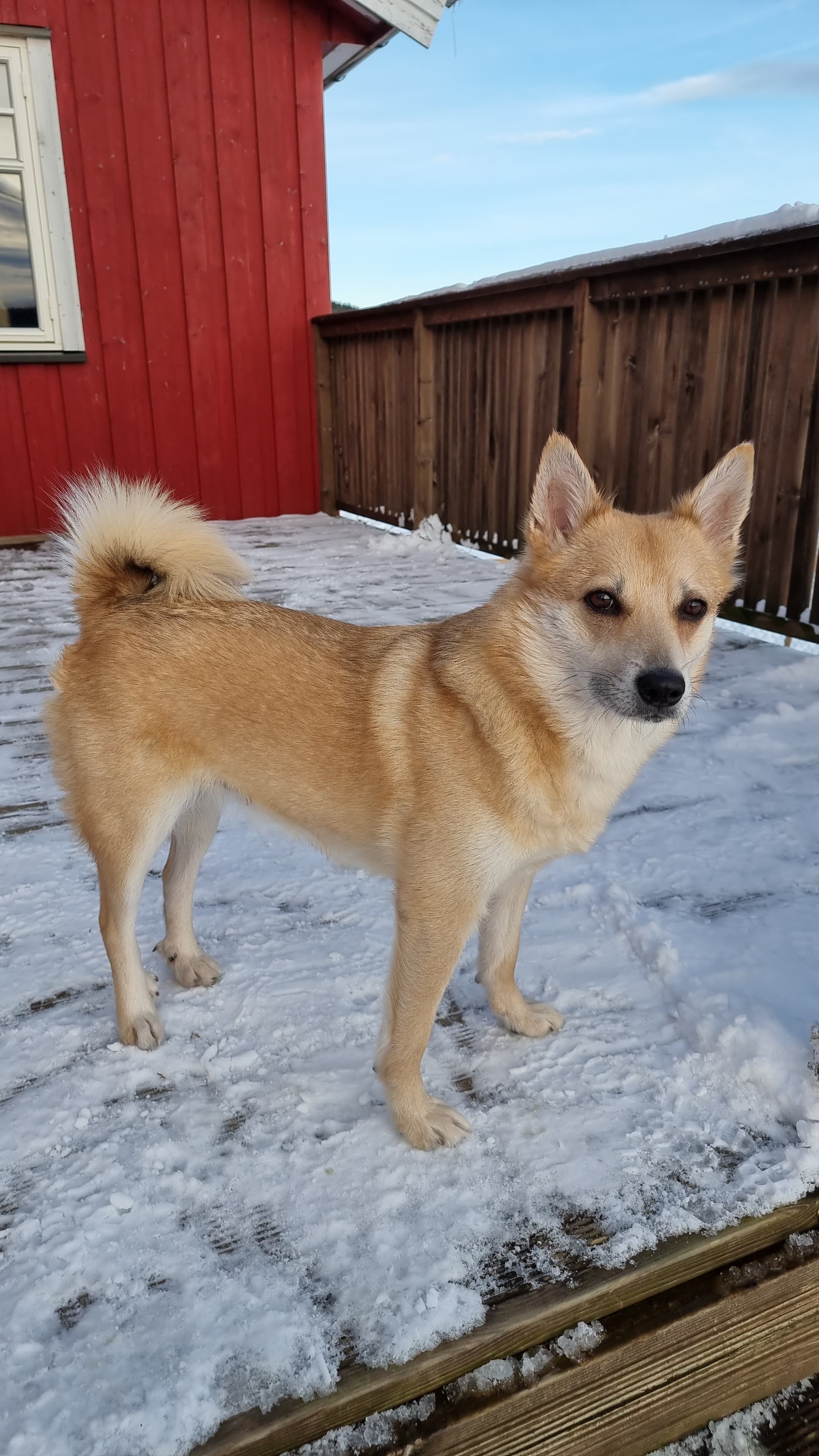 Jaktkrøll Kennel
