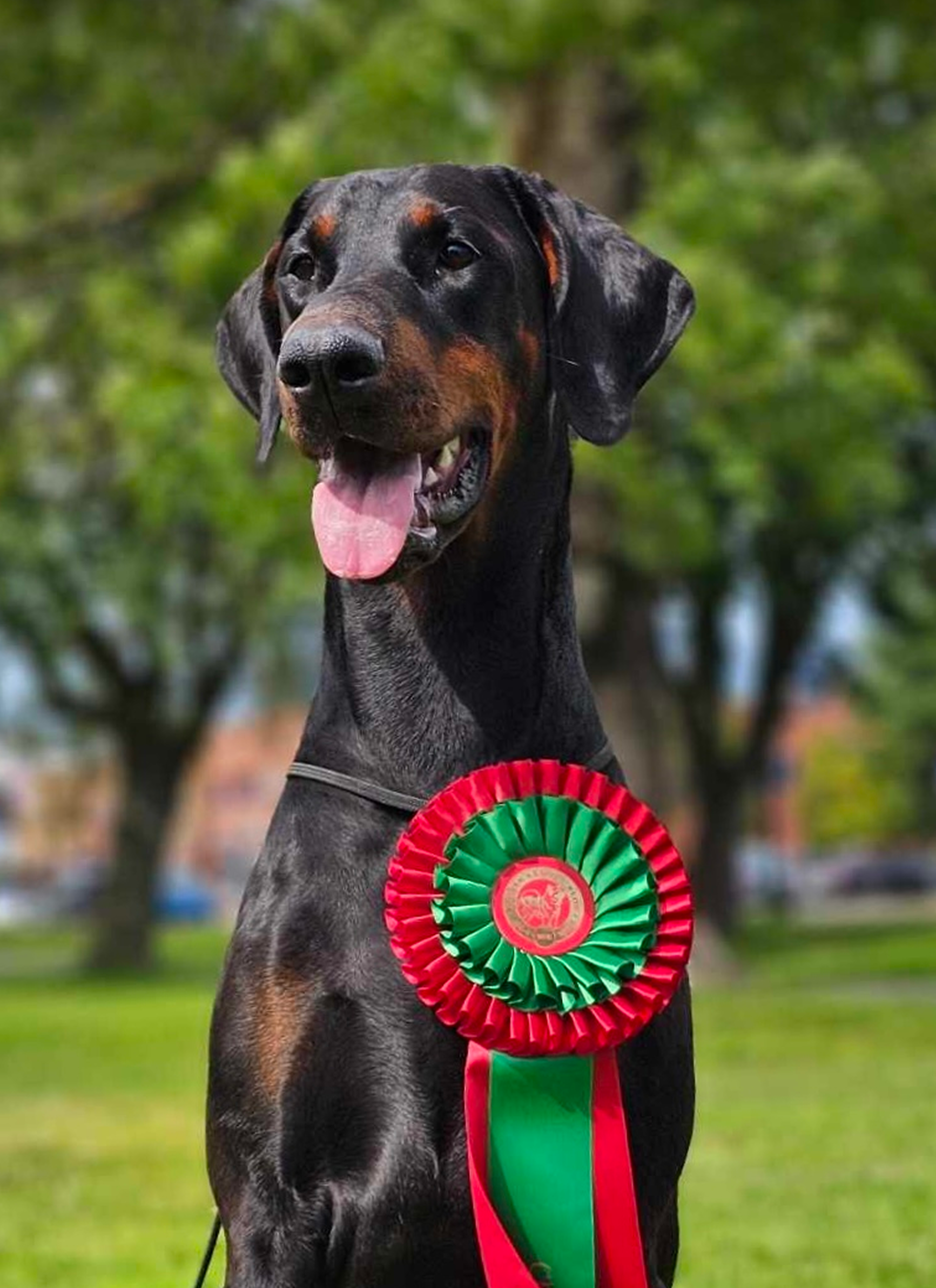 Hund fra Pond-nettverket