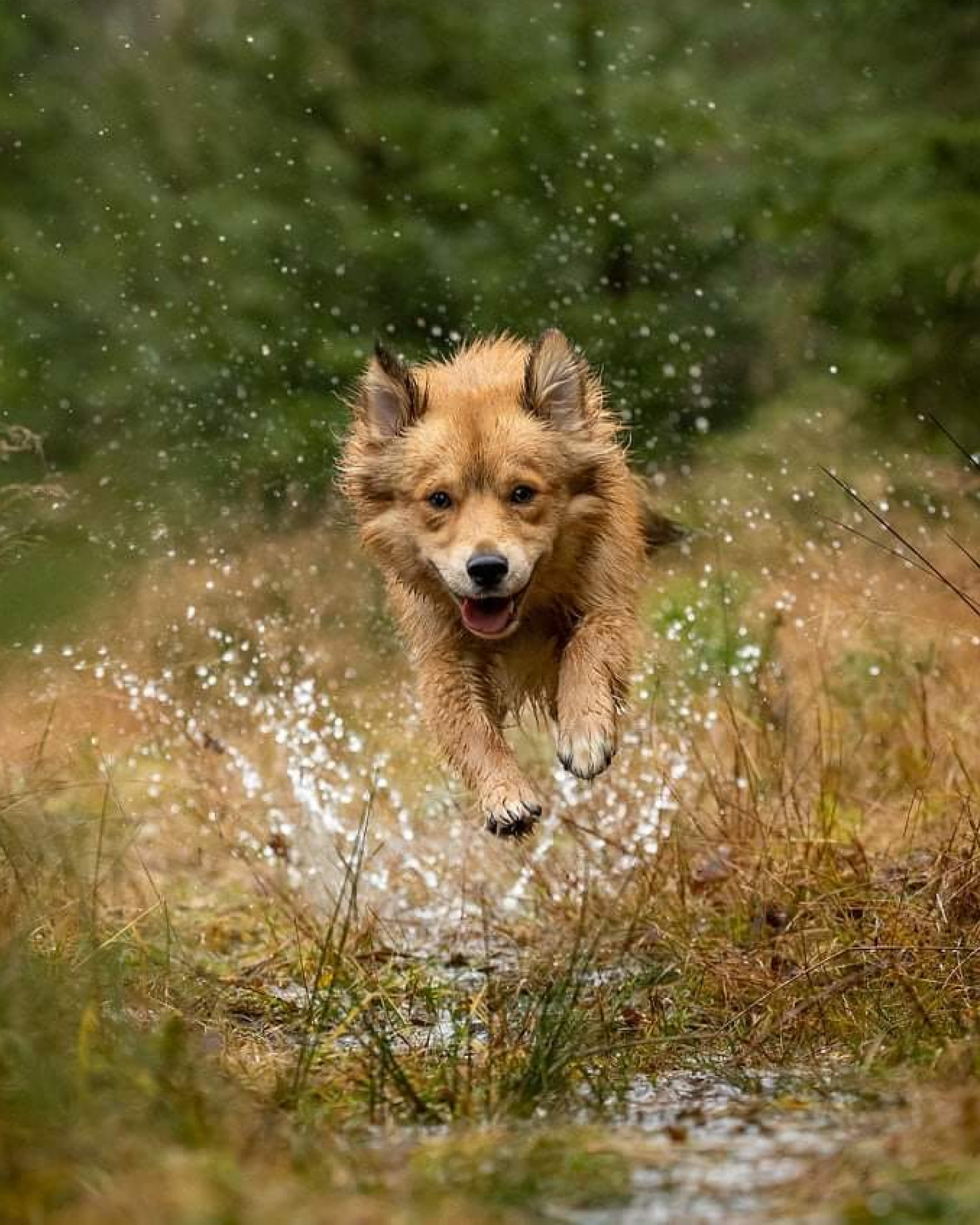 Hund fra Pond-nettverket