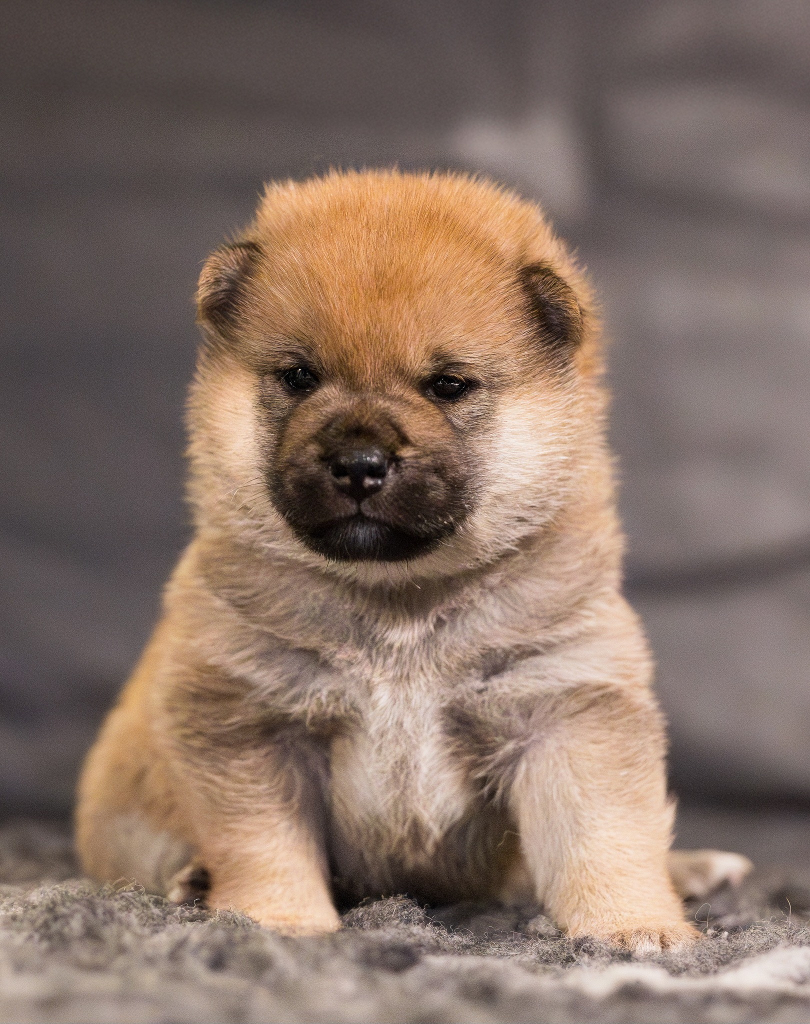 Hund fra Pond-nettverket
